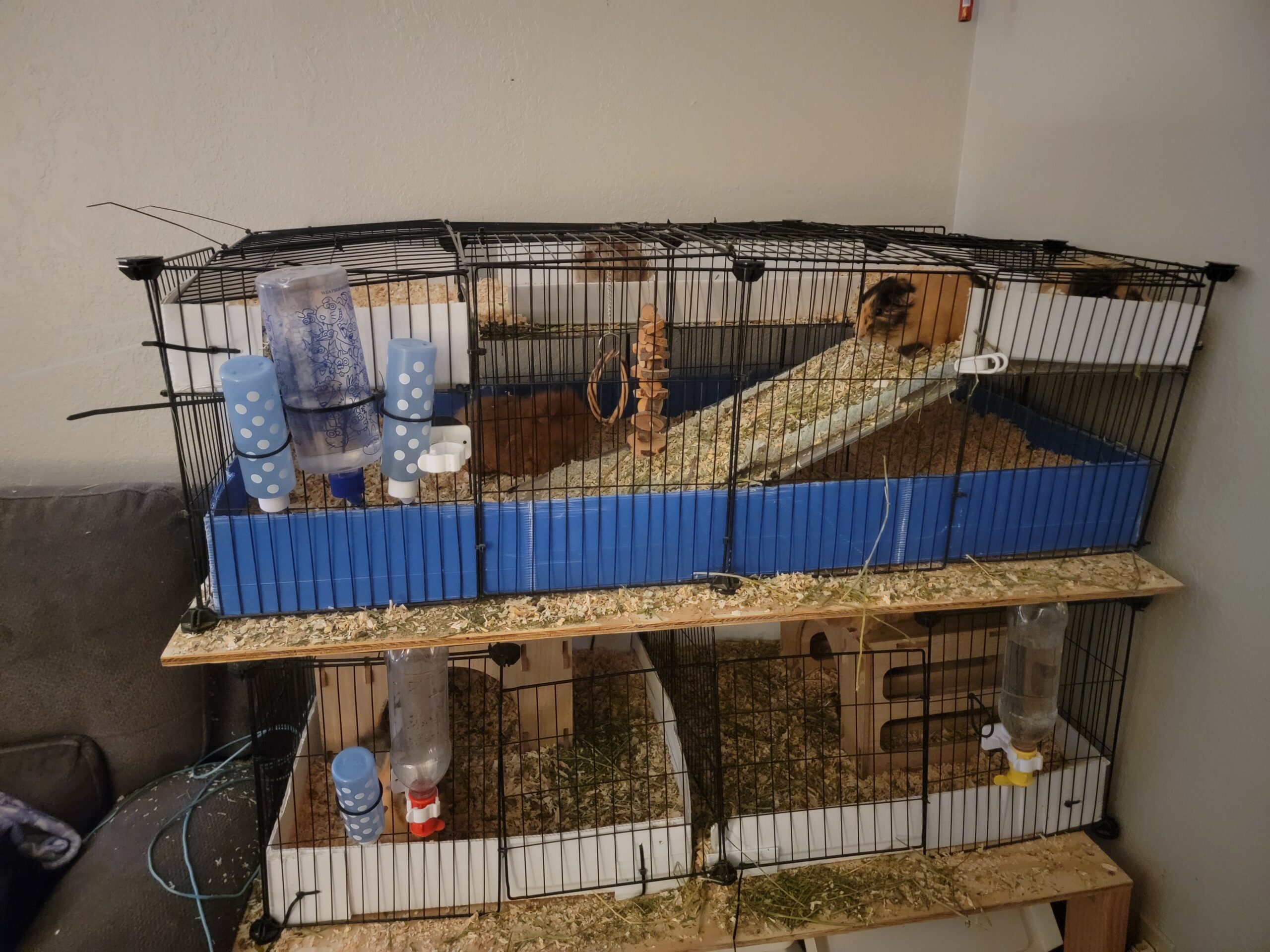 Our cage setup