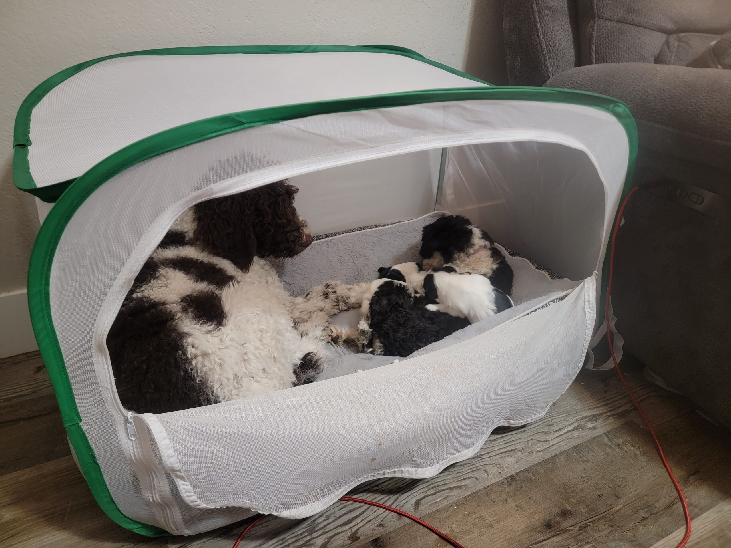 Everyone chilling in the pet bed