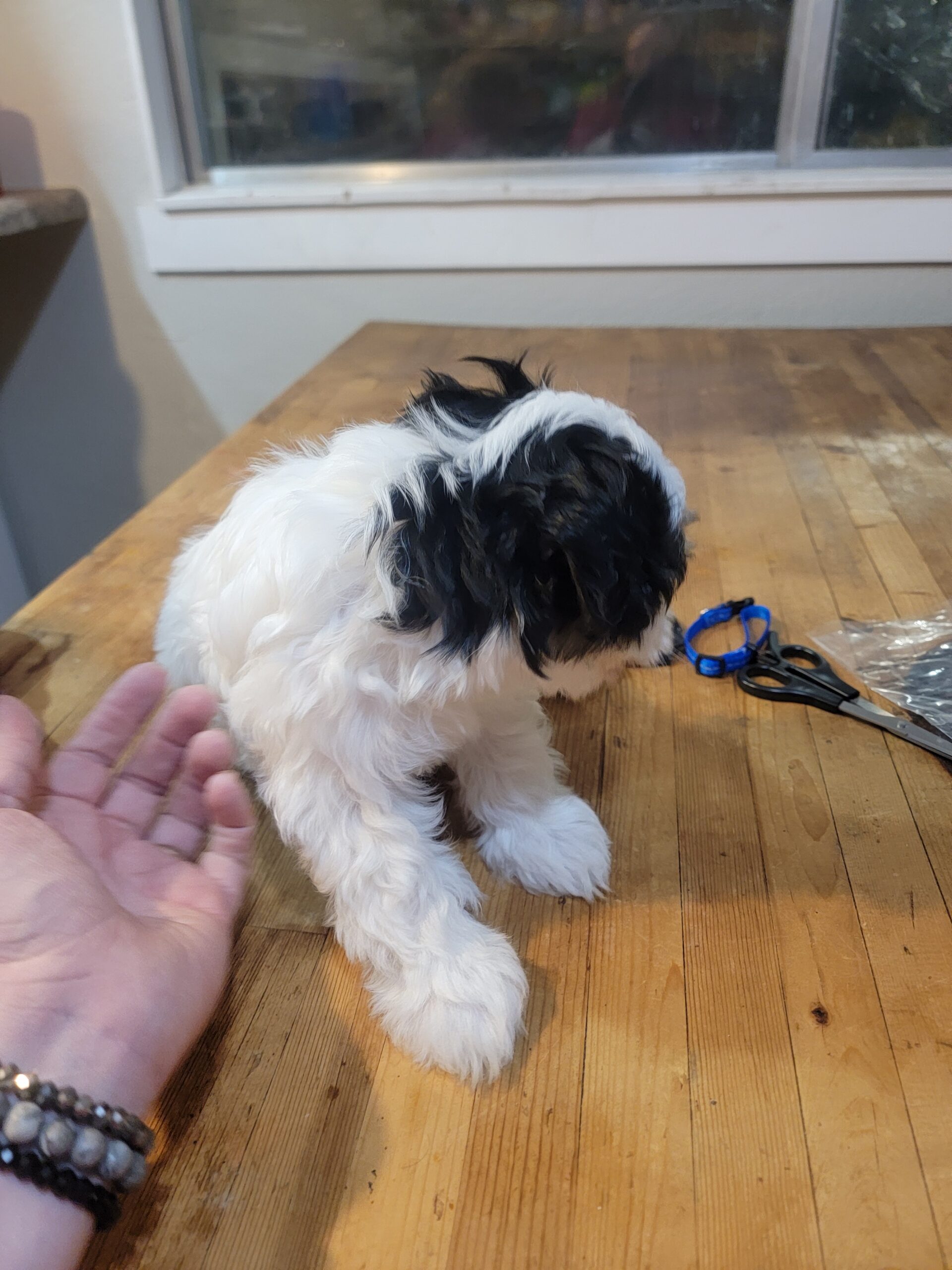 Black collar boy before his haircut