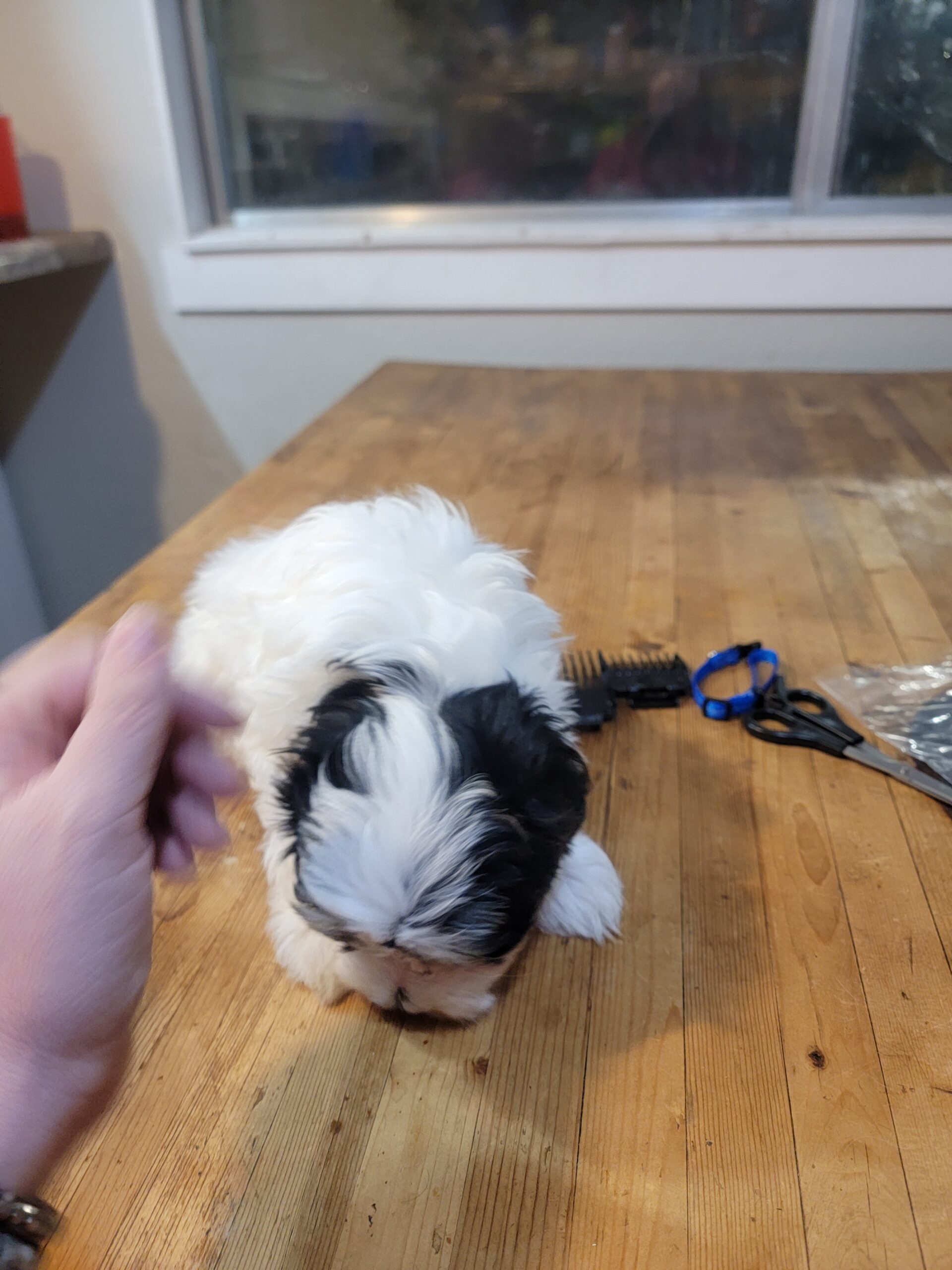 Blue collar boy before his haircut