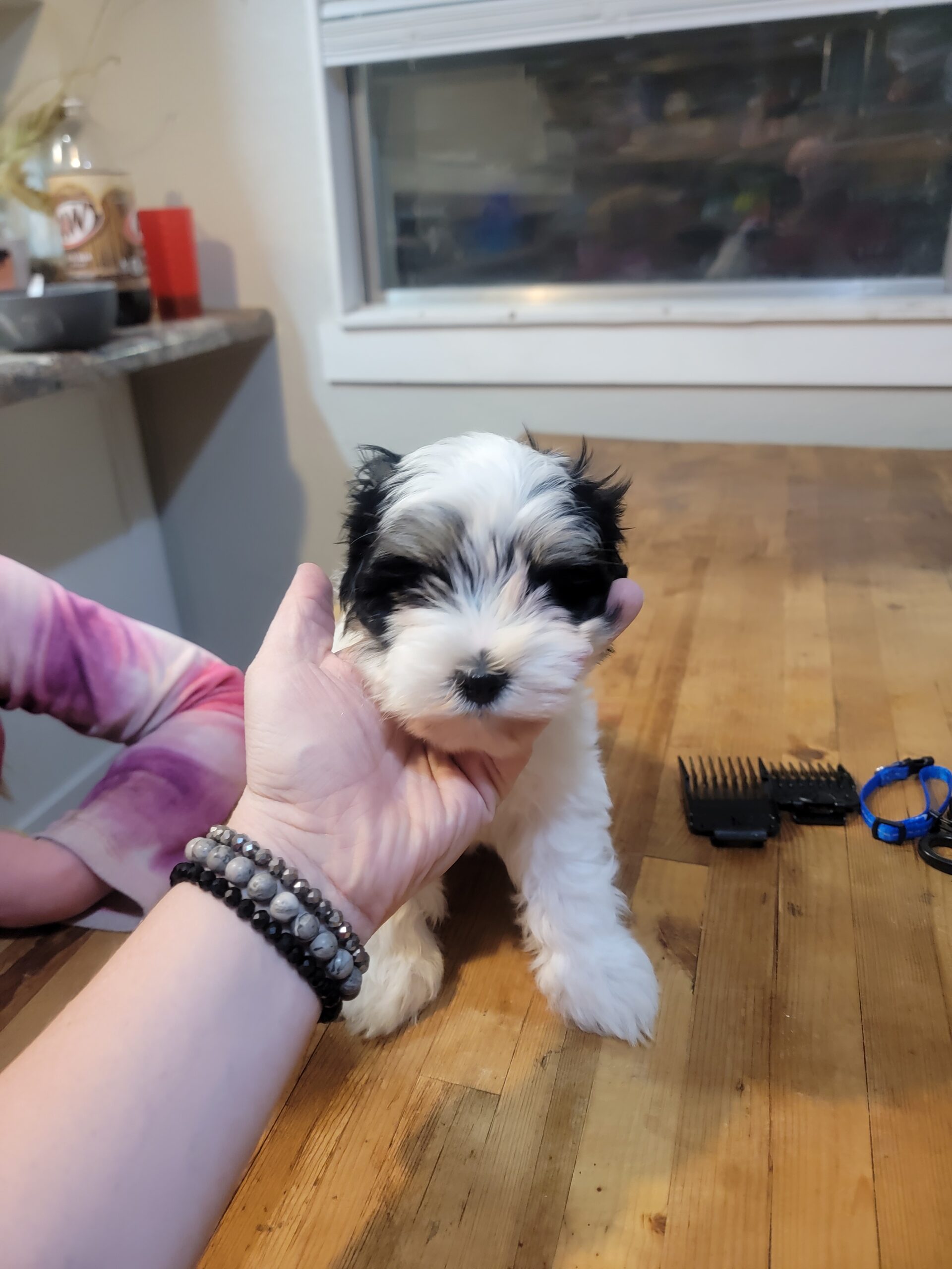 Blue collar boy before his haircut