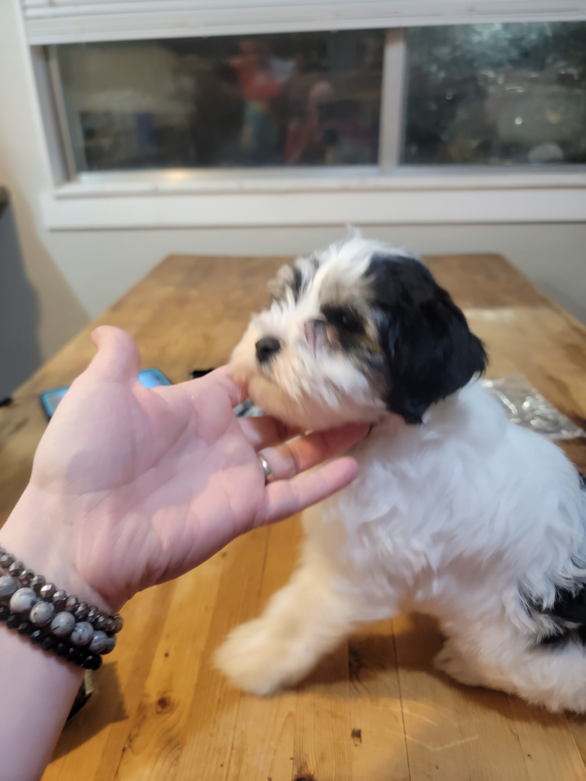 Black collar boy before his haircut