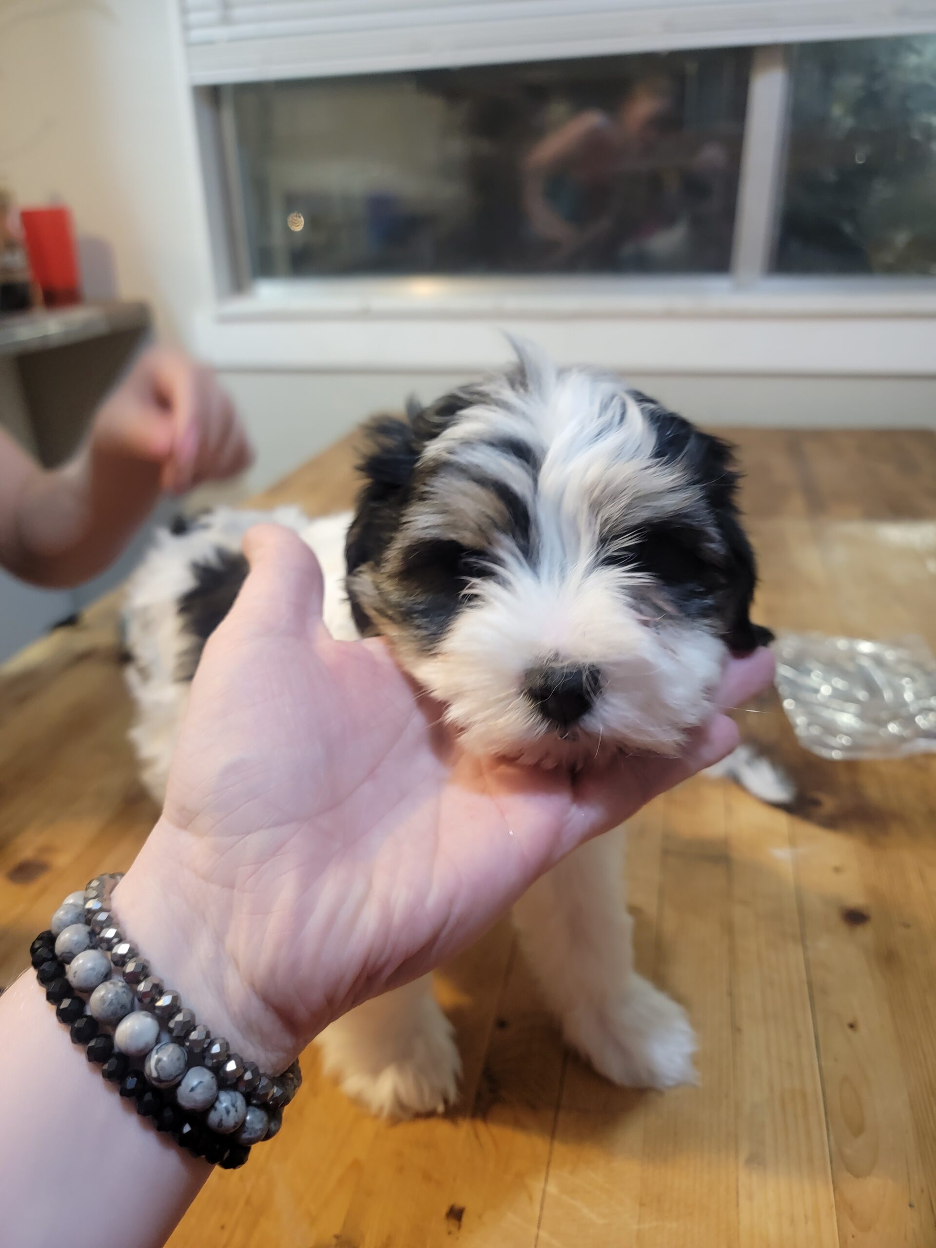 Black collar boy before his haircut